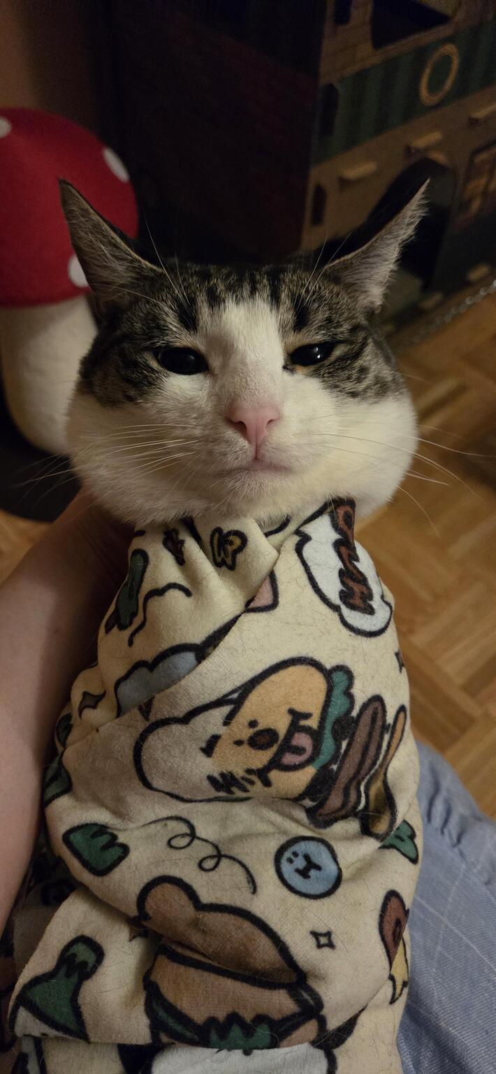 How I give my cat dewormer