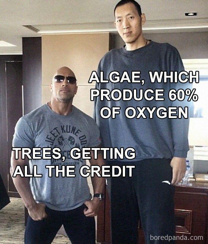 Pond scum did the work, trees took the bow