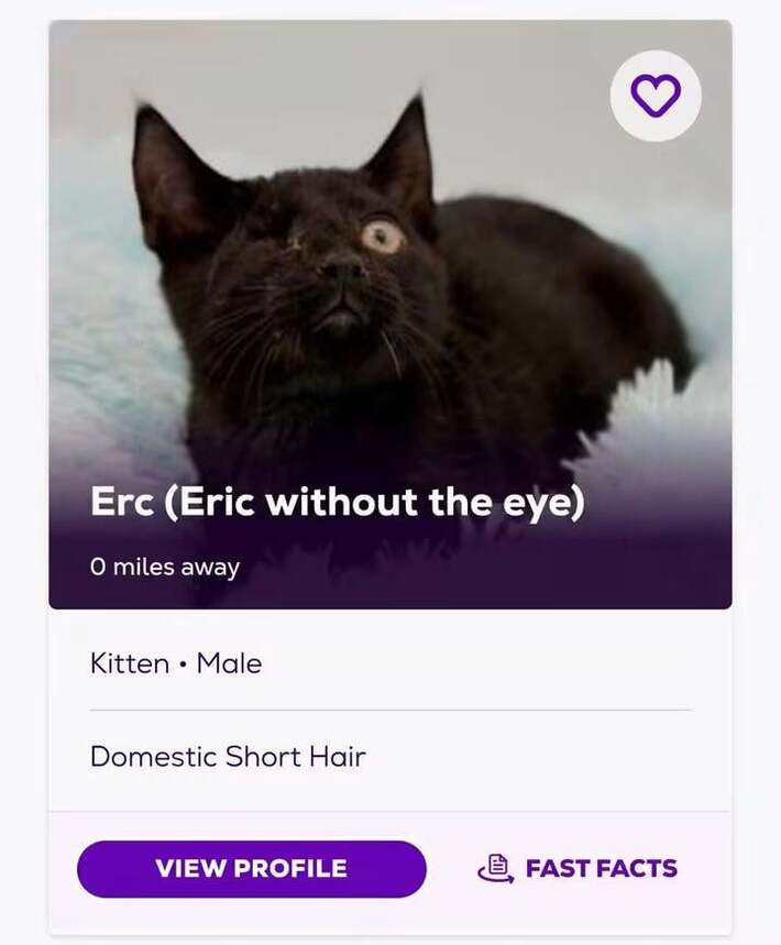 This cat's name