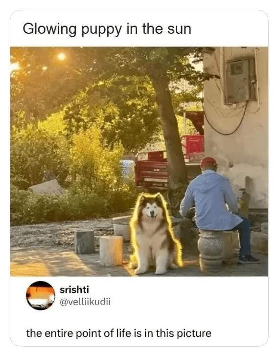 Just a majestic pup soaking up the golden hour