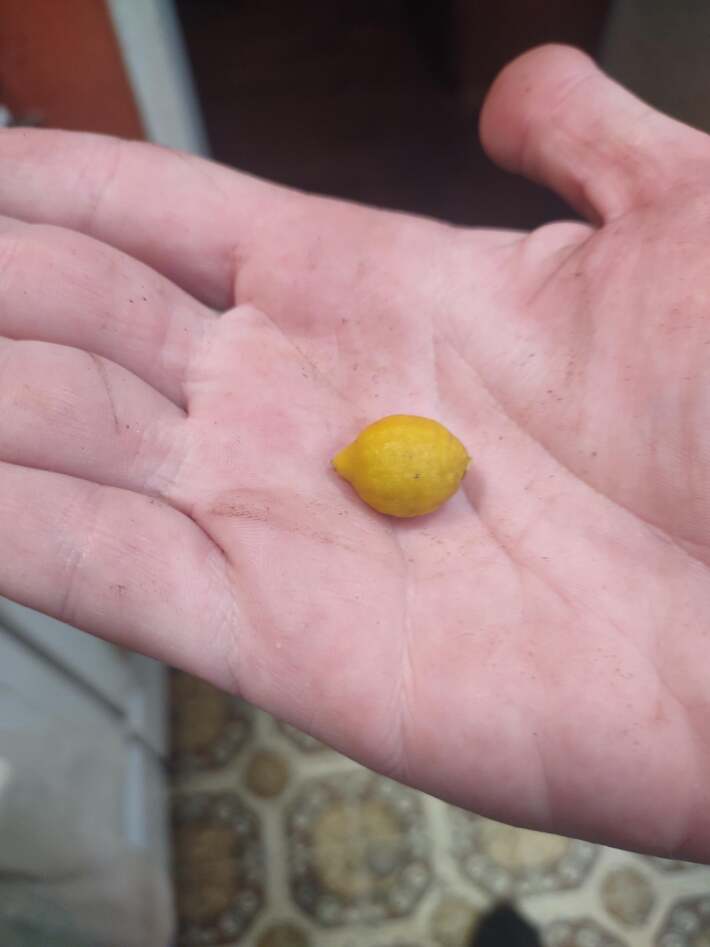 The smallest lemon on my tree 🤩