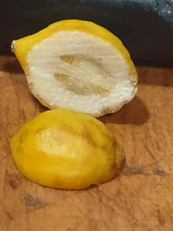 The inside of the smallest lemon