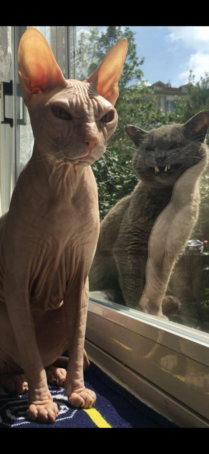 My friends cat has an admirer
