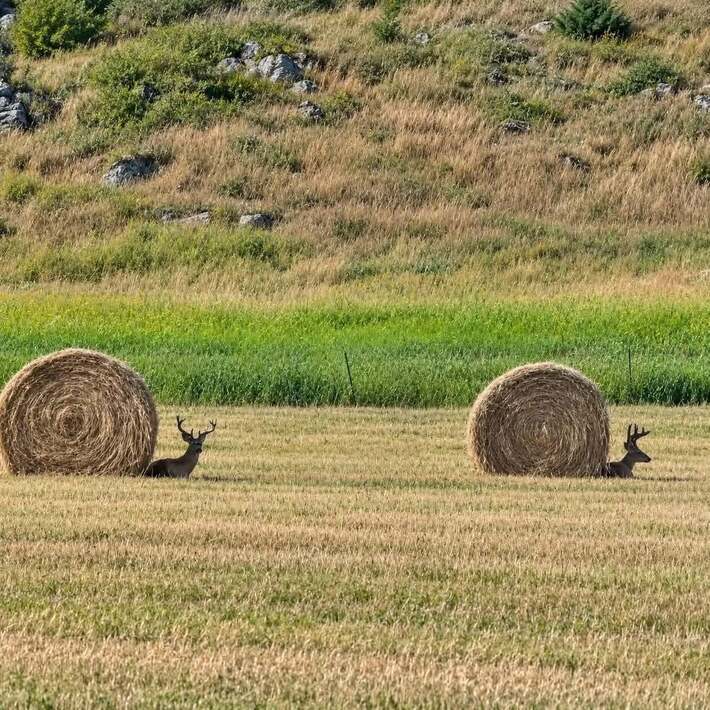A pair of wild deer snails
